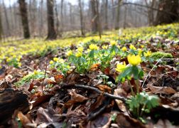 Winterlinge  Gelbe Pracht In Jena 2024 02